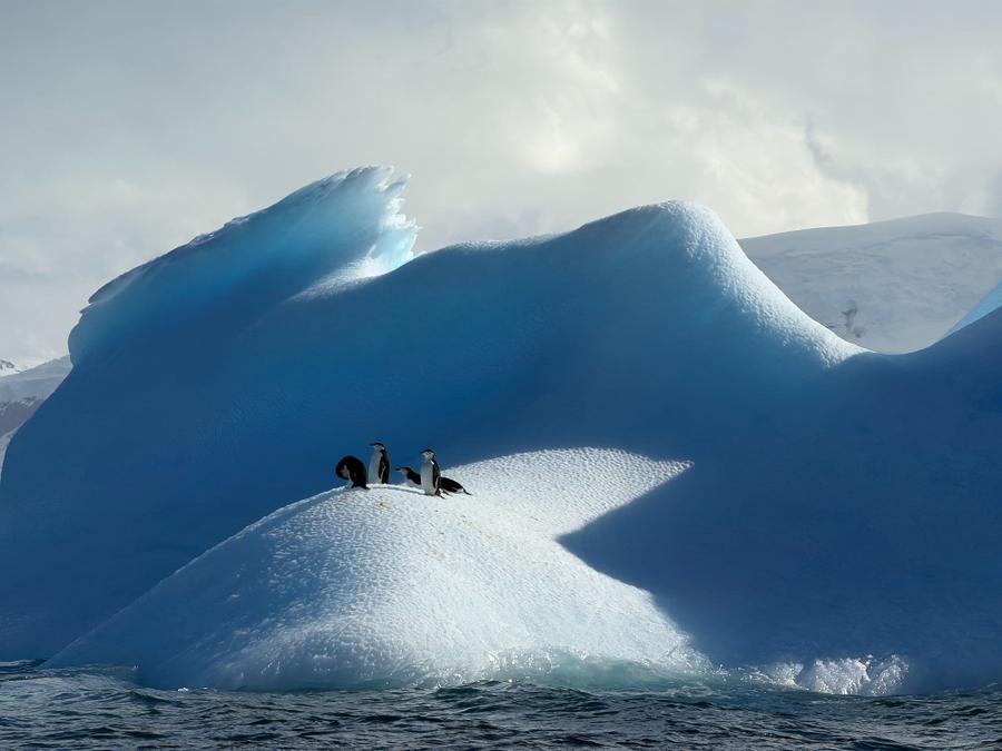 Photo 2 of Antarctica, taken by Cameron Mofid