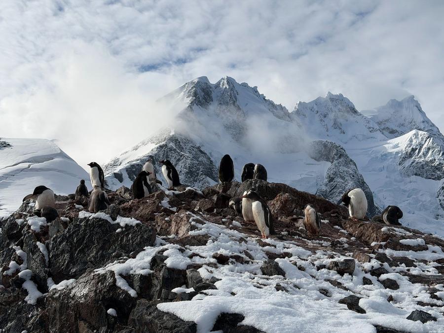 Photo 8 of Antarctica, taken by Cameron Mofid