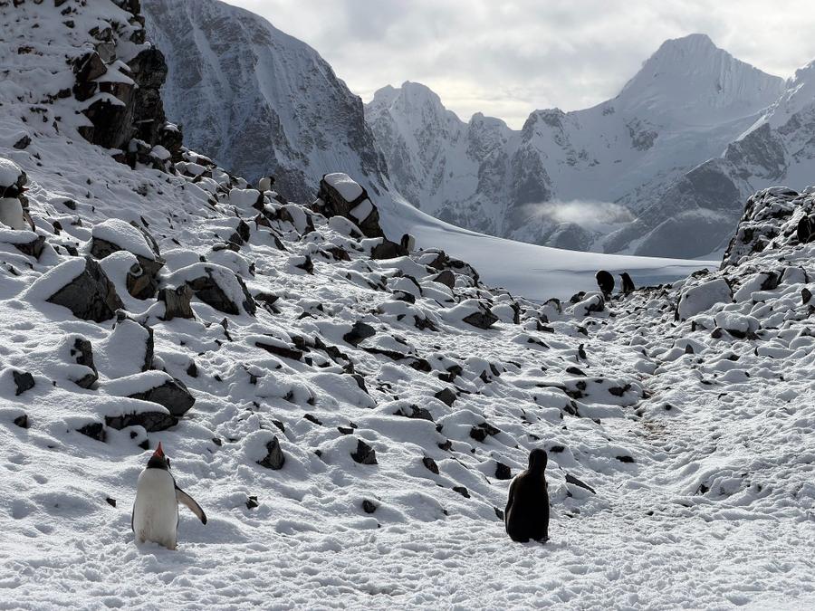 Photo 9 of Antarctica, taken by Cameron Mofid