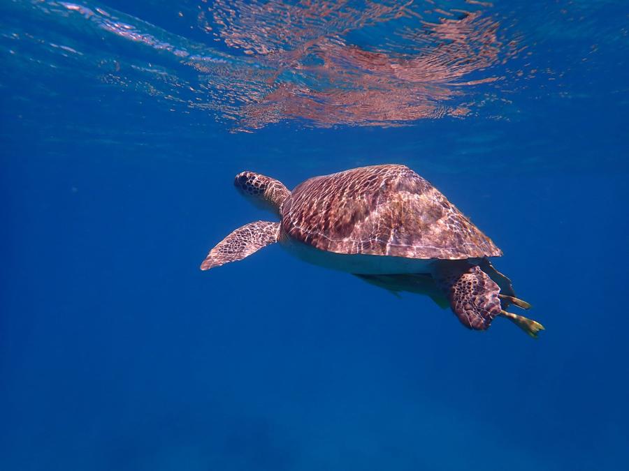 Photo 17 of Antigua and Barbuda, taken by Cameron Mofid