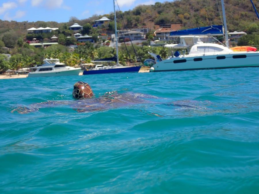 Photo 15 of Antigua and Barbuda, taken by Cameron Mofid