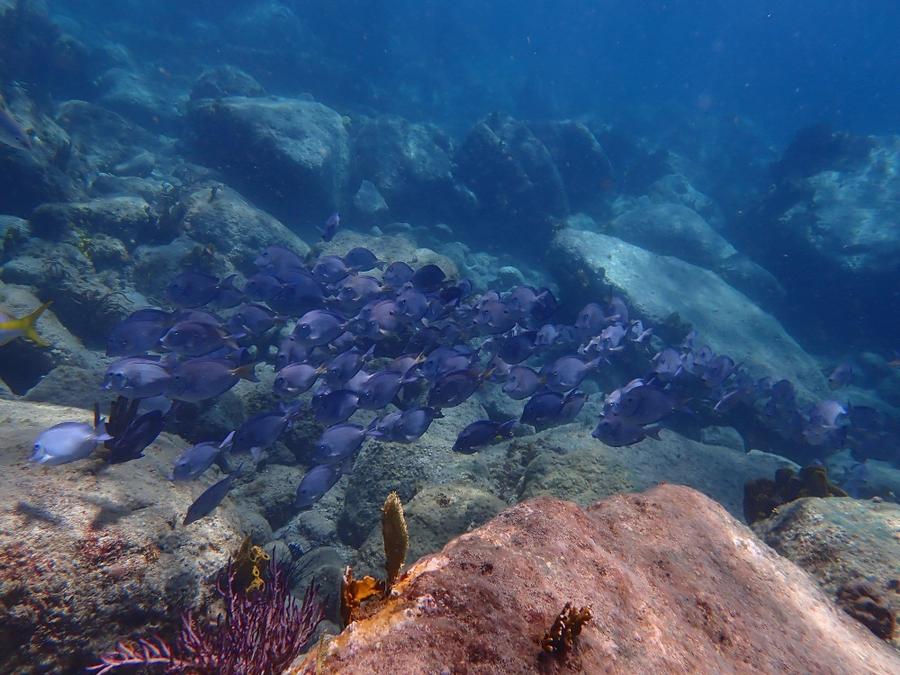 Photo 19 of Antigua and Barbuda, taken by Cameron Mofid