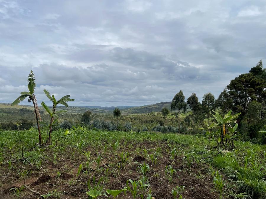 Photo 1 of Burundi, taken by Cameron Mofid
