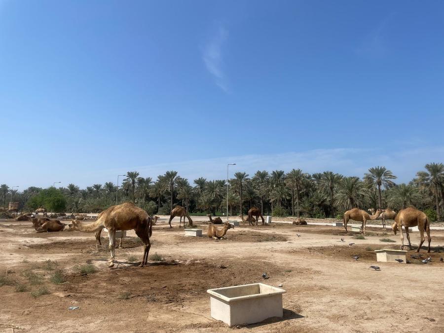 Photo 8 of Bahrain, taken by Cameron Mofid
