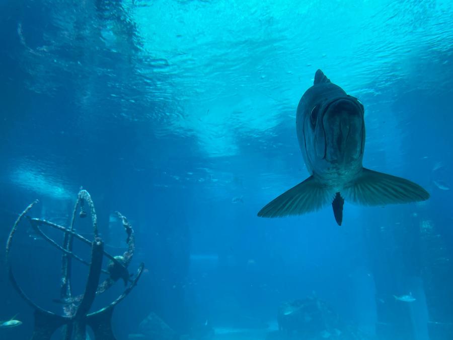 Photo 2 of Bahamas, taken by Cameron Mofid
