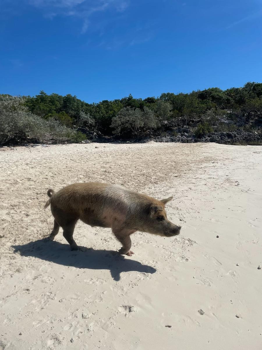 Photo 17 of Bahamas, taken by Cameron Mofid