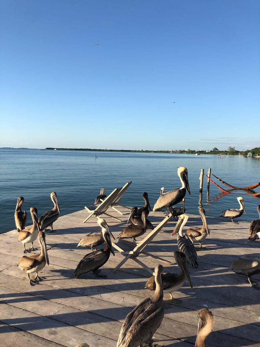 Photo 19 of Belize, taken by Cameron Mofid