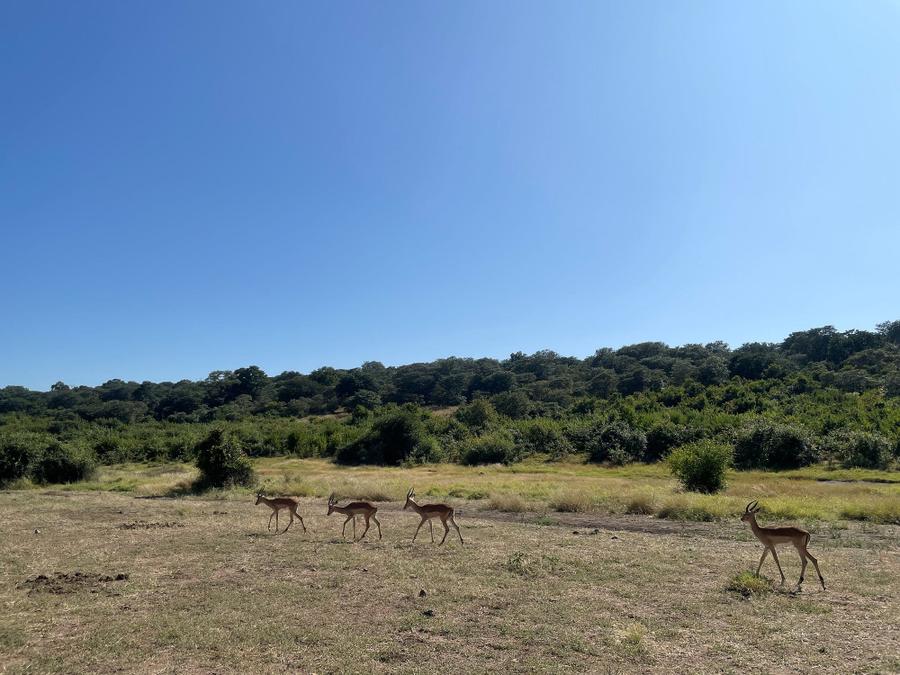 Photo 2 of Botswana, taken by Cameron Mofid