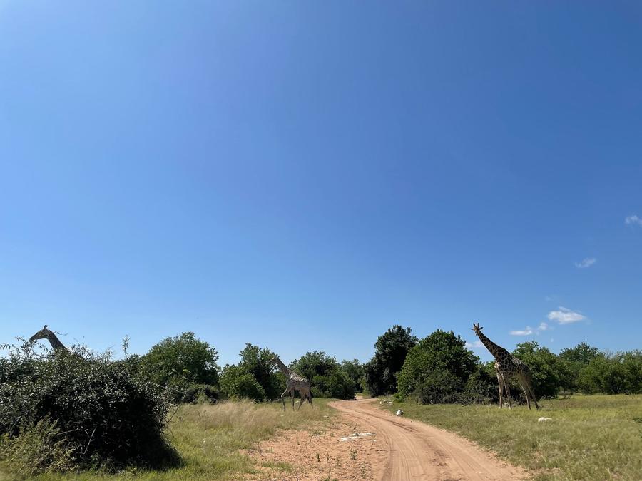 Photo 8 of Botswana, taken by Cameron Mofid