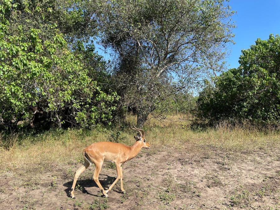 Photo 3 of Botswana, taken by Cameron Mofid