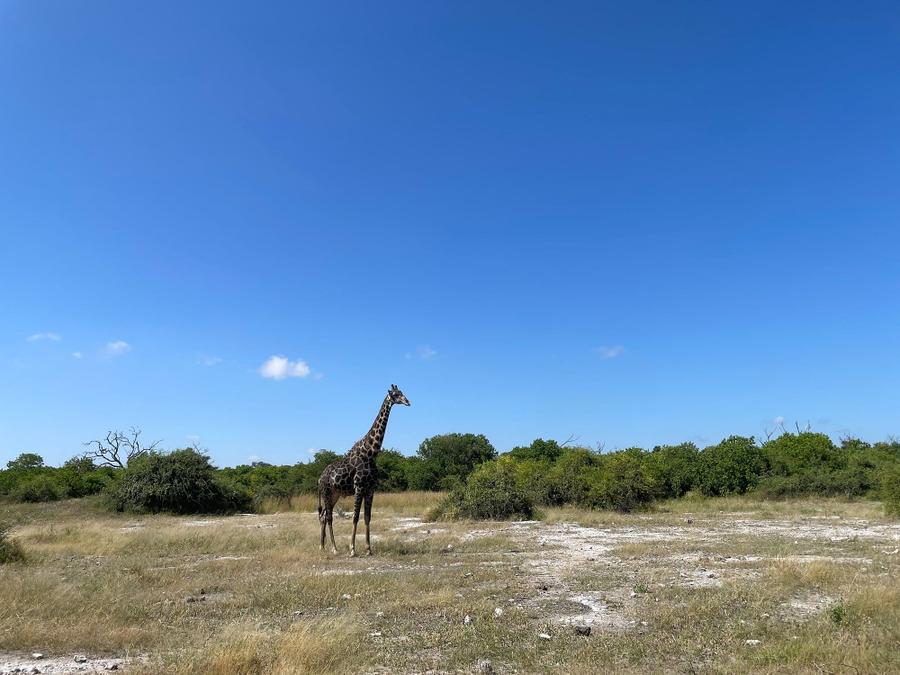Photo 6 of Botswana, taken by Cameron Mofid