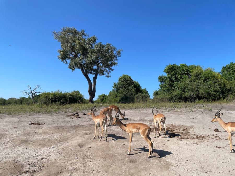 Photo 4 of Botswana, taken by Cameron Mofid