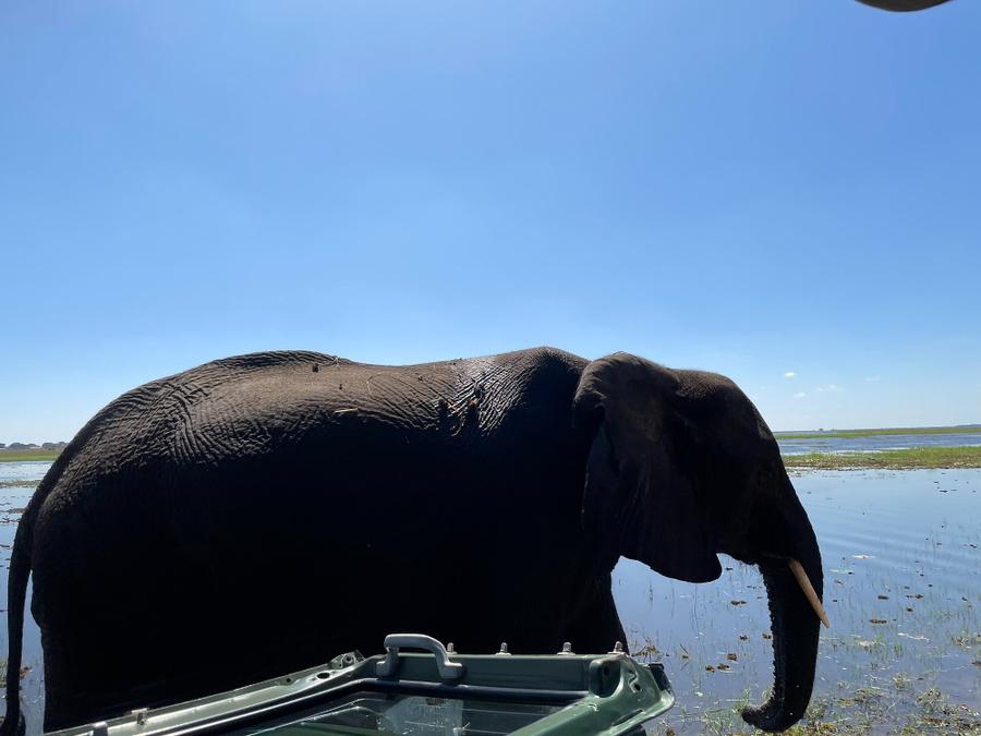 Photo 11 of Botswana, taken by Cameron Mofid