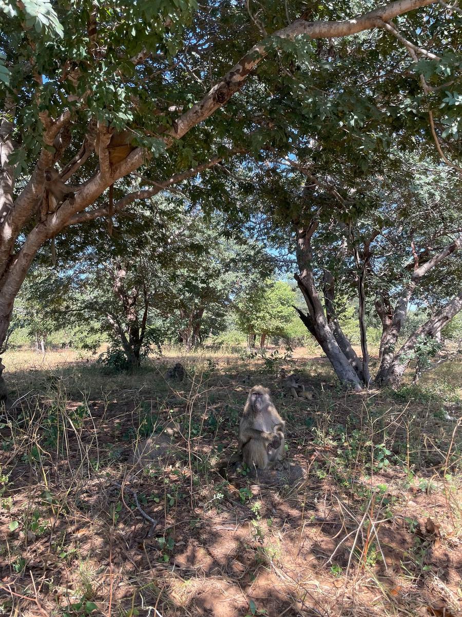 Photo 5 of Botswana, taken by Cameron Mofid