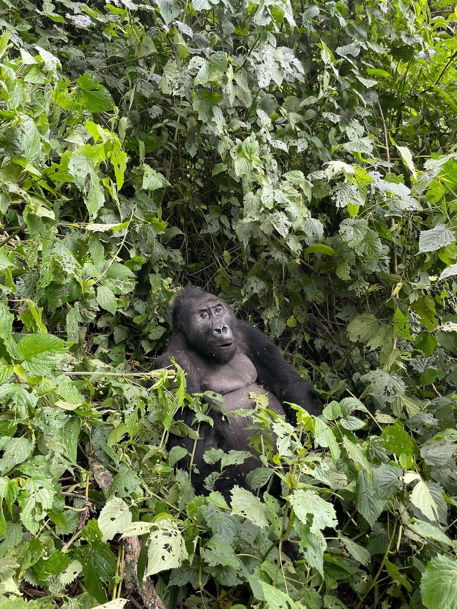 Photo 4 of Democratic Republic of the Congo, taken by Cameron Mofid