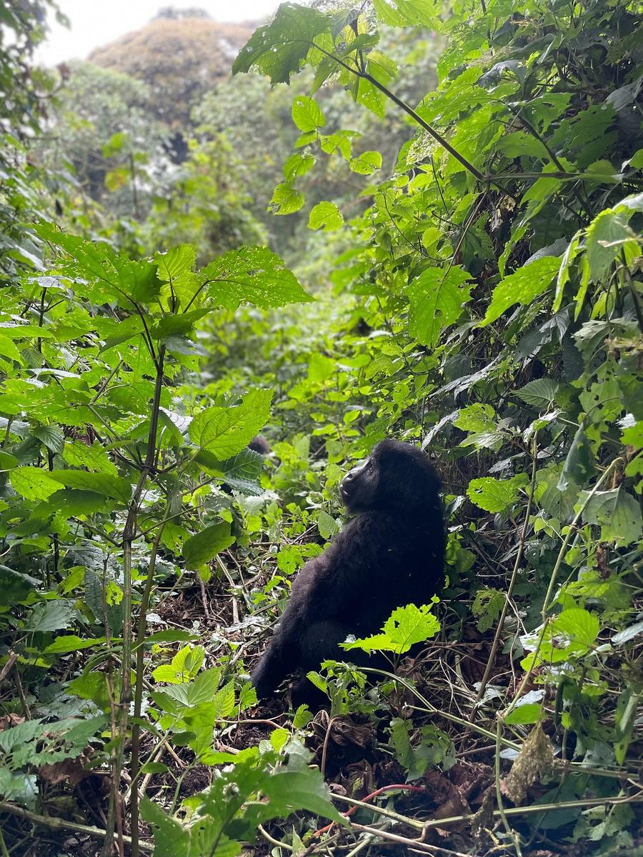 Photo 6 of Democratic Republic of the Congo, taken by Cameron Mofid