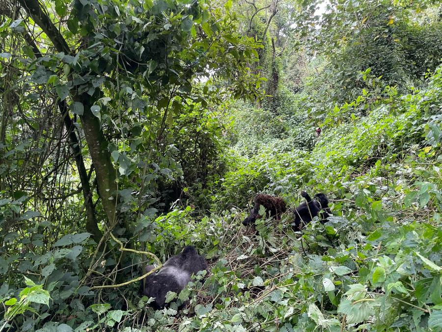 Photo 5 of Democratic Republic of the Congo, taken by Cameron Mofid