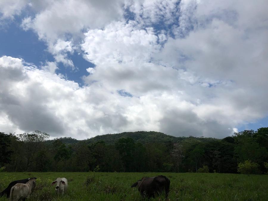 Photo 11 of Costa Rica, taken by Cameron Mofid