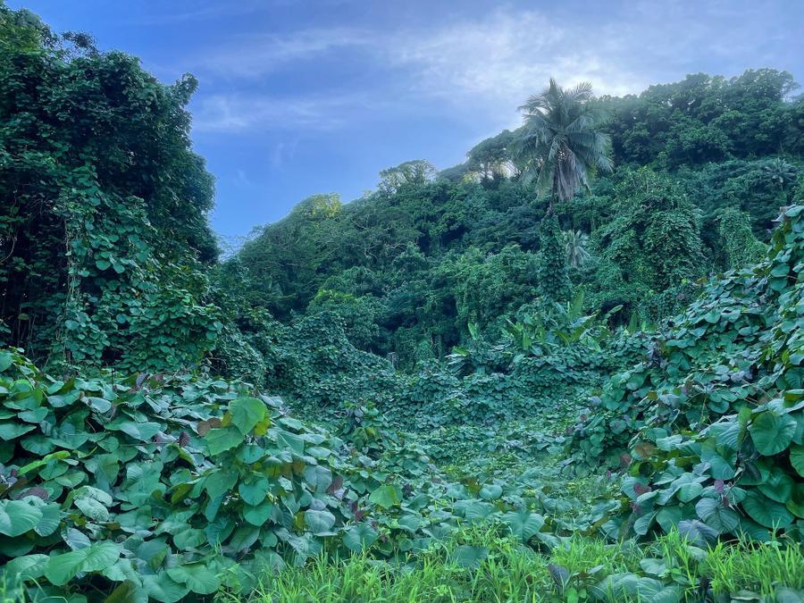 Photo 5 of Micronesia, taken by Cameron Mofid