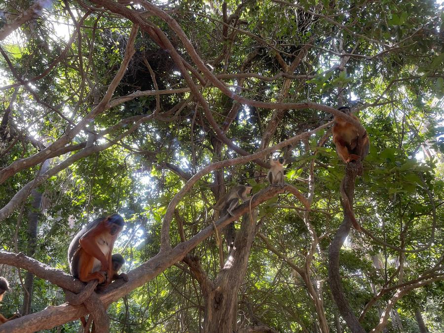 Photo 2 of Gambia, taken by Cameron Mofid