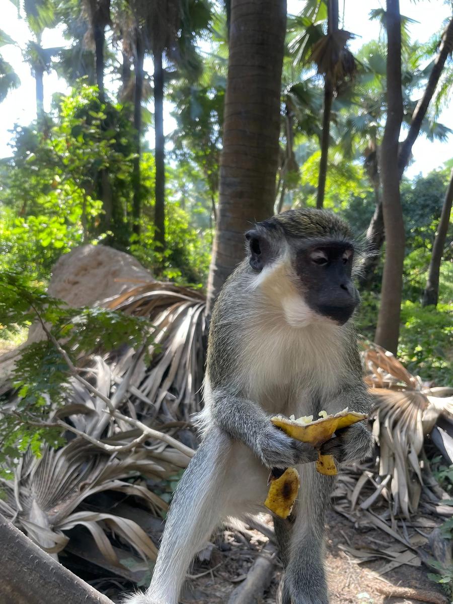 Photo 1 of Gambia, taken by Cameron Mofid