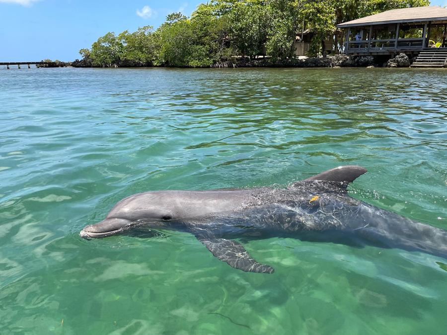 Photo 9 of Honduras, taken by Cameron Mofid