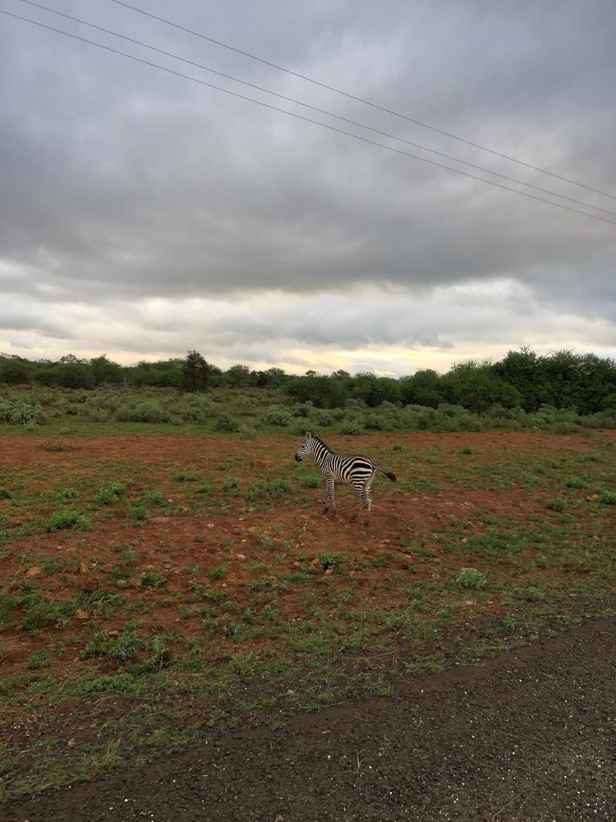 Photo 11 of Kenya, taken by Cameron Mofid