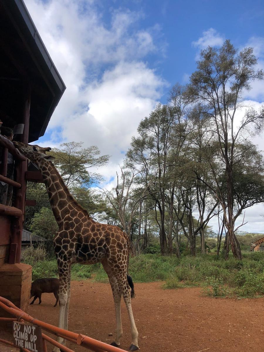 Photo 2 of Kenya, taken by Cameron Mofid