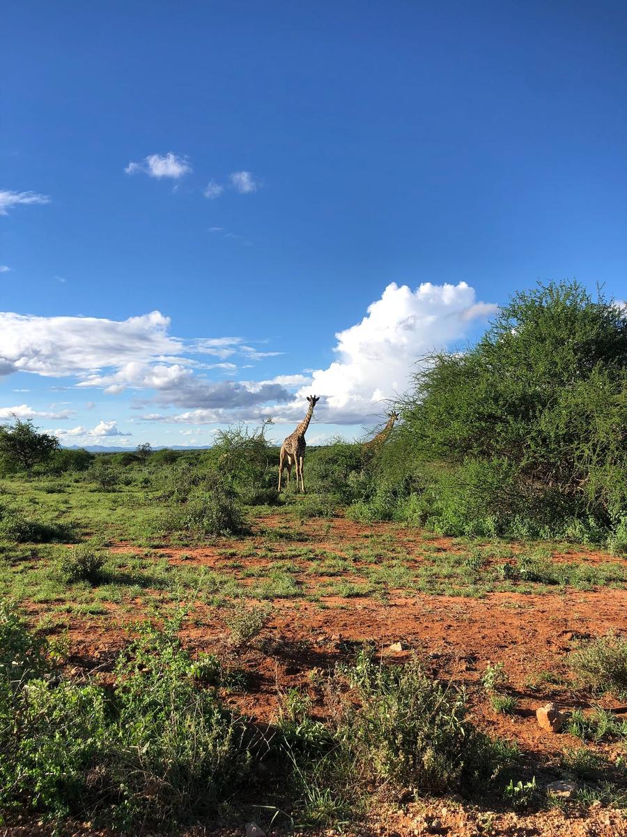 Photo 15 of Kenya, taken by Cameron Mofid
