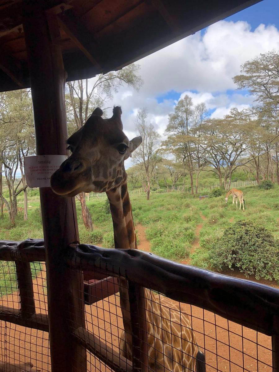 Photo 1 of Kenya, taken by Cameron Mofid