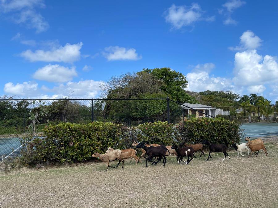 Photo 6 of Saint Kitts and Nevis, taken by Cameron Mofid