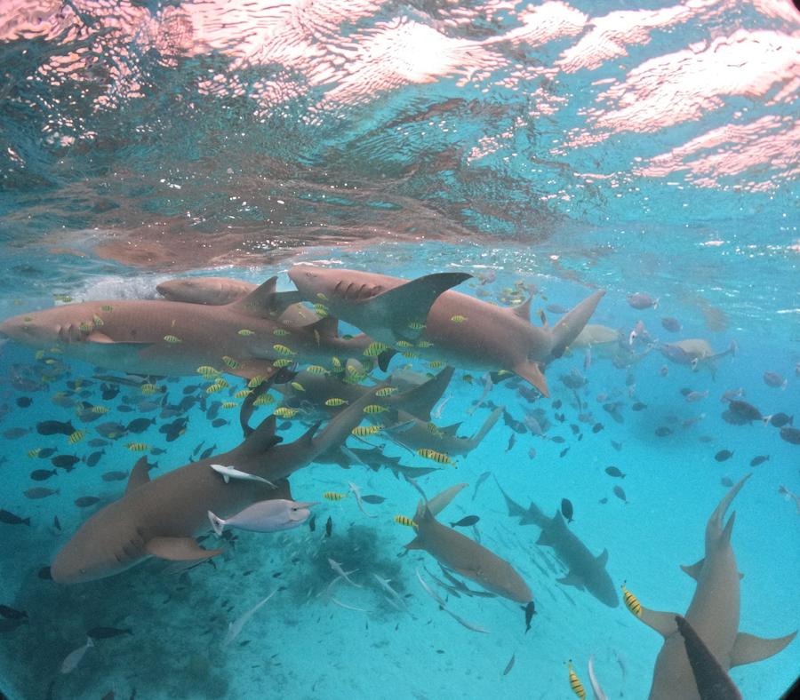 Photo 6 of Maldives, taken by Cameron Mofid