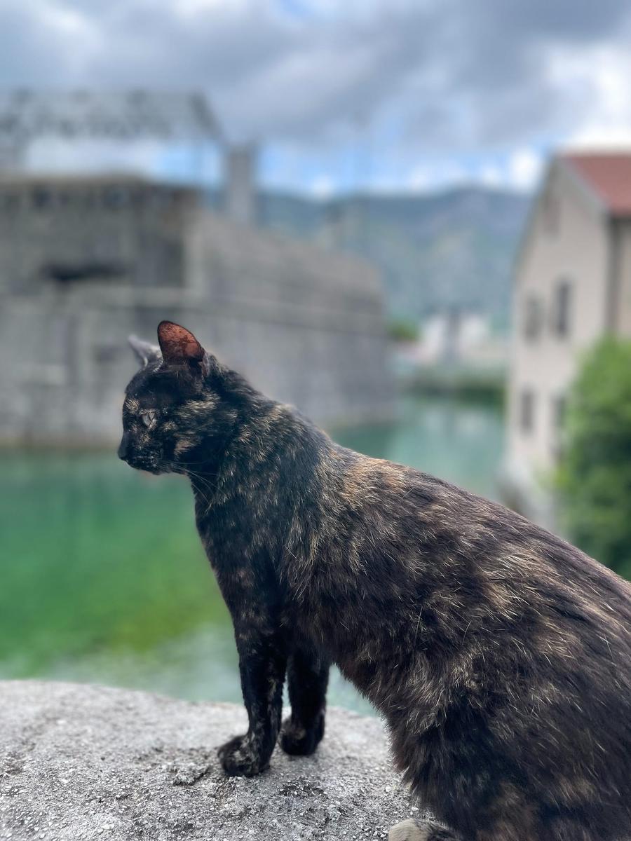 Photo 11 of Montenegro, taken by Cameron Mofid