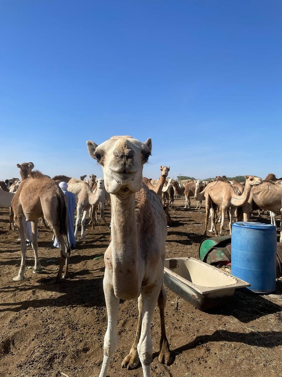 Photo 12 of Mauritania, taken by Cameron Mofid