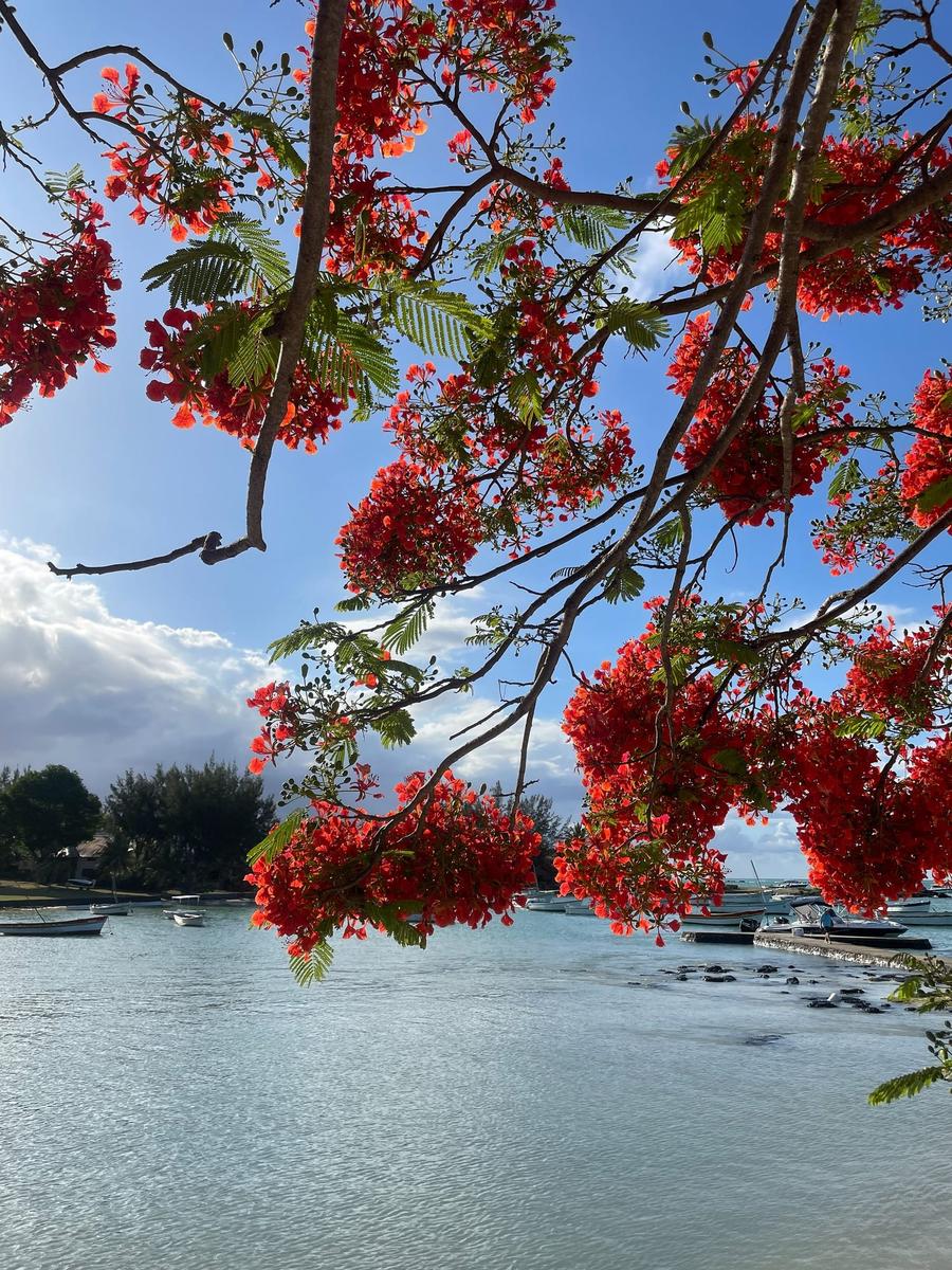 Photo 3 of Mauritius, taken by Cameron Mofid