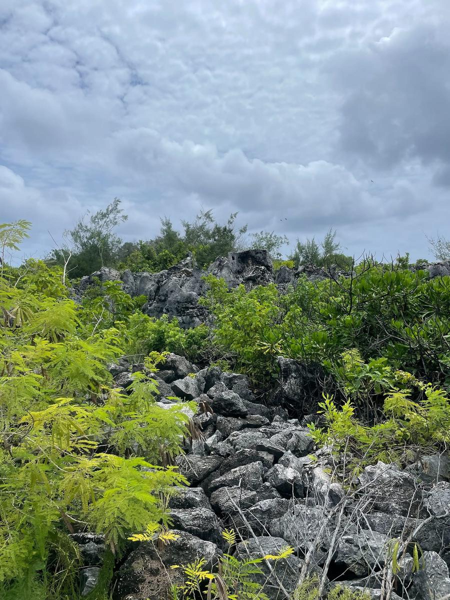 Photo 15 of Naoero, taken by Cameron Mofid