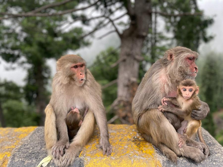 Photo 18 of Pakistan, taken by Cameron Mofid