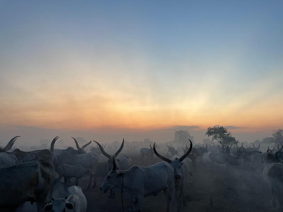 Photo 17 of South Sudan, taken by Cameron Mofid