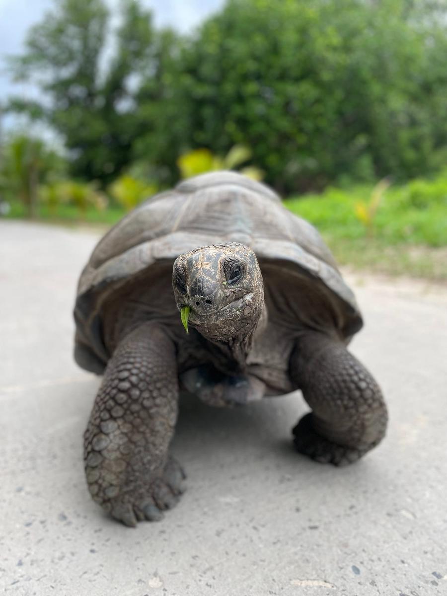 Photo 5 of Seychelles, taken by Cameron Mofid