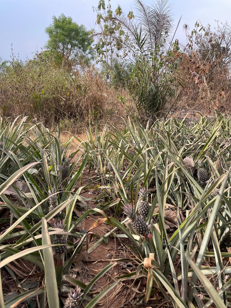 Photo 13 of Togo, taken by Cameron Mofid