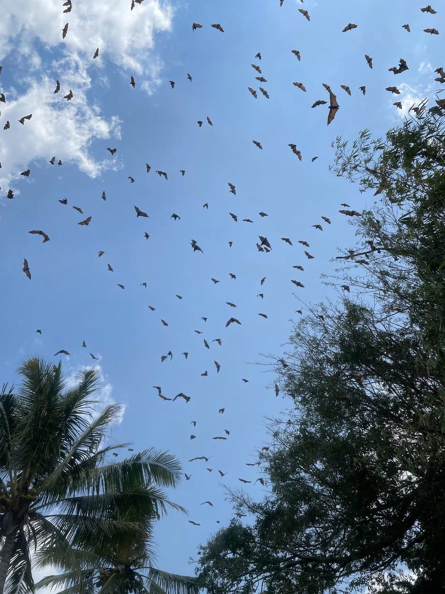 Photo 15 of Timor-Leste, taken by Cameron Mofid