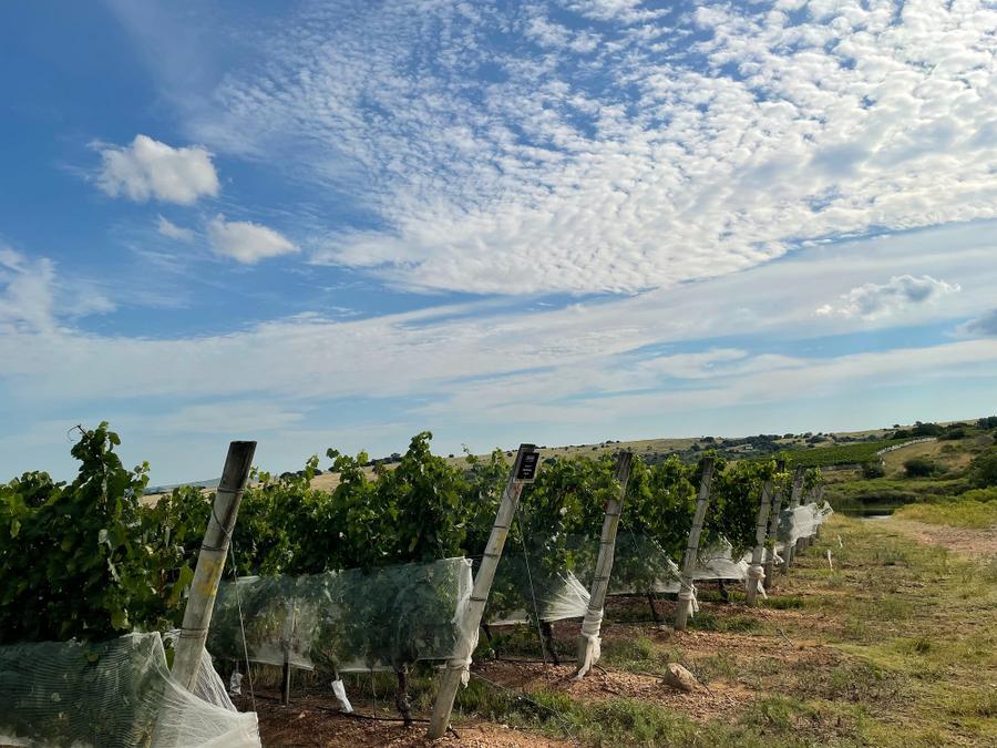Photo 15 of Uruguay, taken by Cameron Mofid