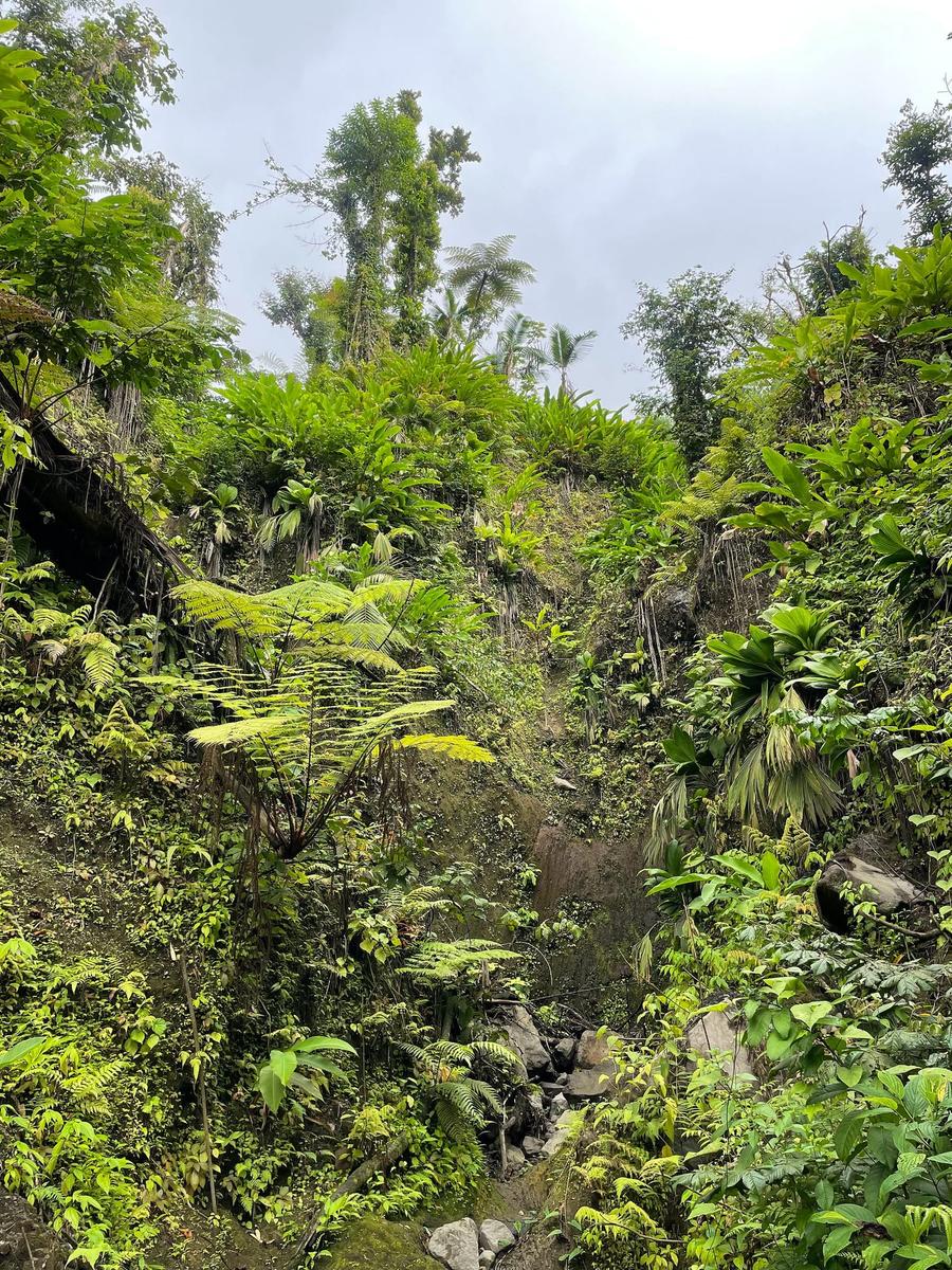 Photo 3 of Saint Vincent and the Grenadines, taken by Cameron Mofid