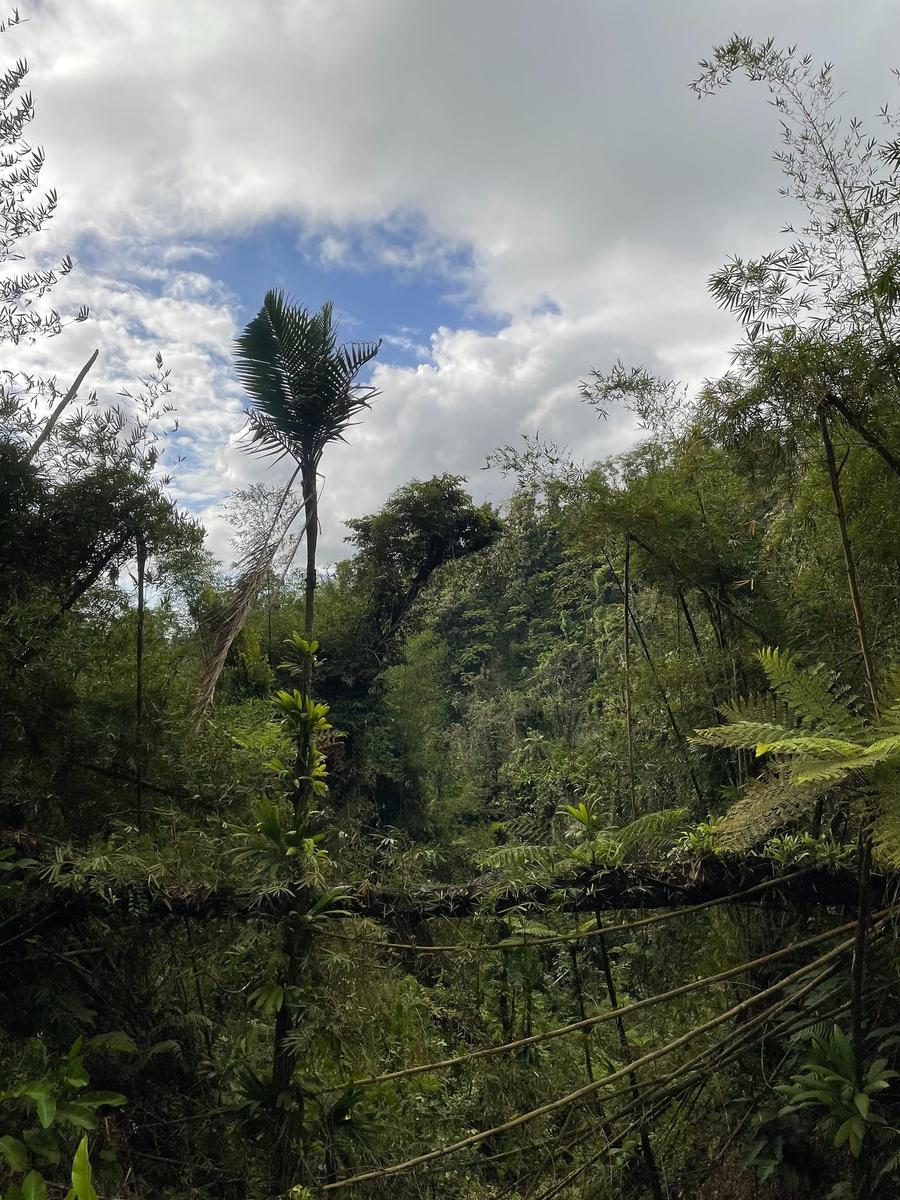 Photo 4 of Saint Vincent and the Grenadines, taken by Cameron Mofid