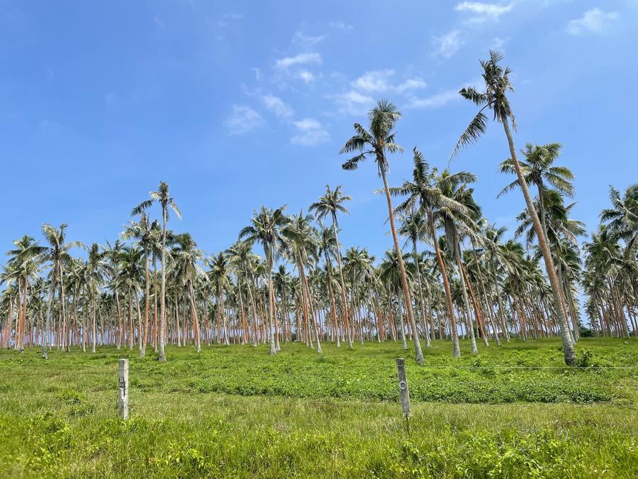 Photo 8 of Vanuatu, taken by Cameron Mofid