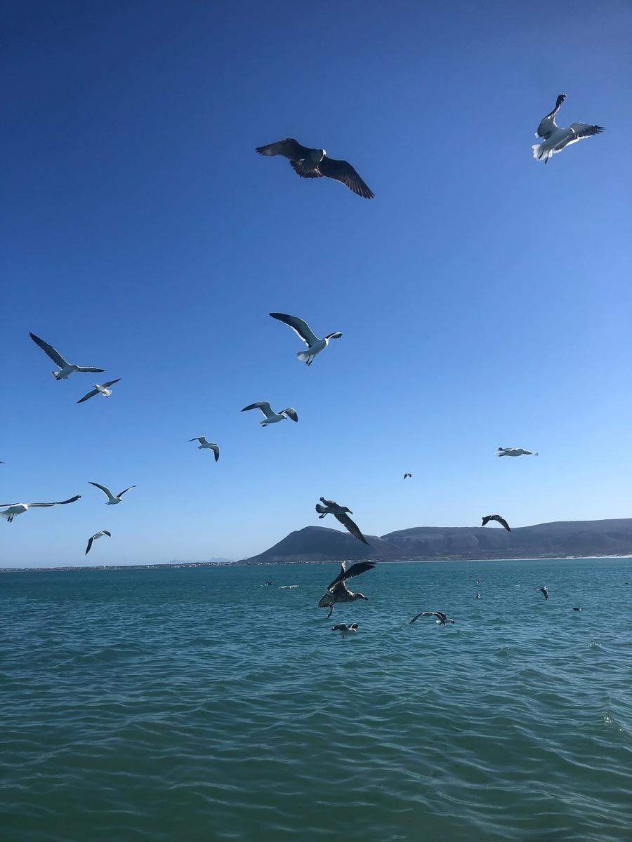 Photo 12 of South Africa, taken by Cameron Mofid