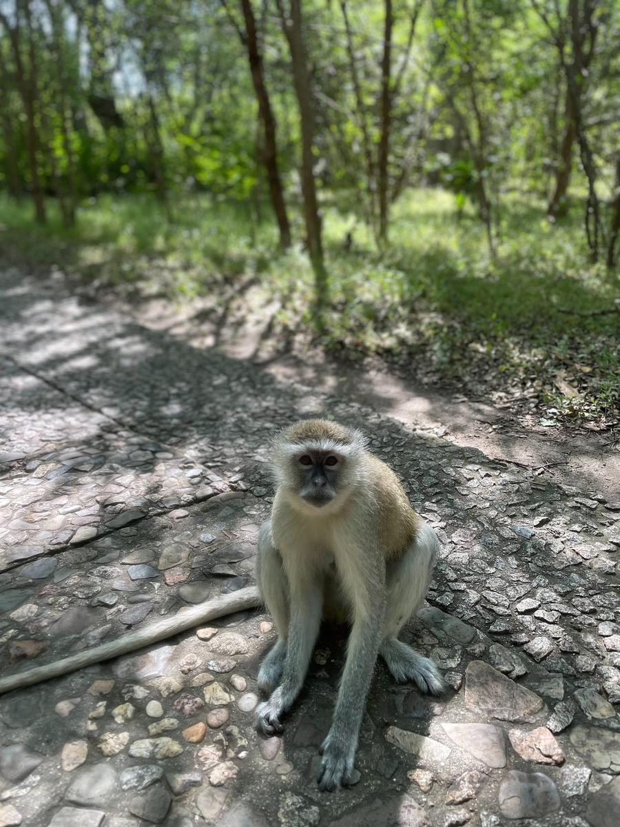 Photo 7 of Zimbabwe, taken by Cameron Mofid